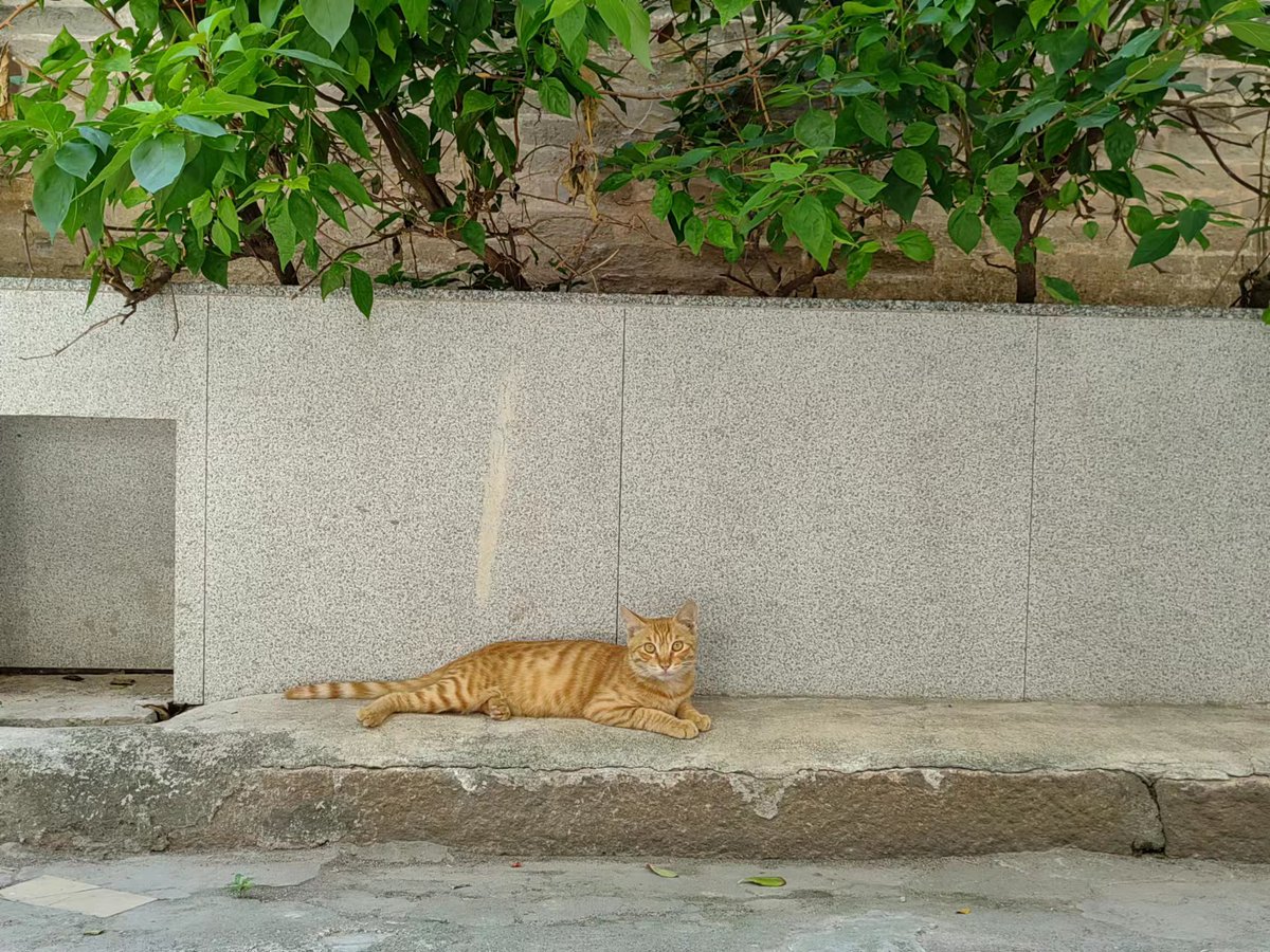 Cats on the street #cat #CatsOfTwitter #Caturday #CatsofTwittter #CatsLover