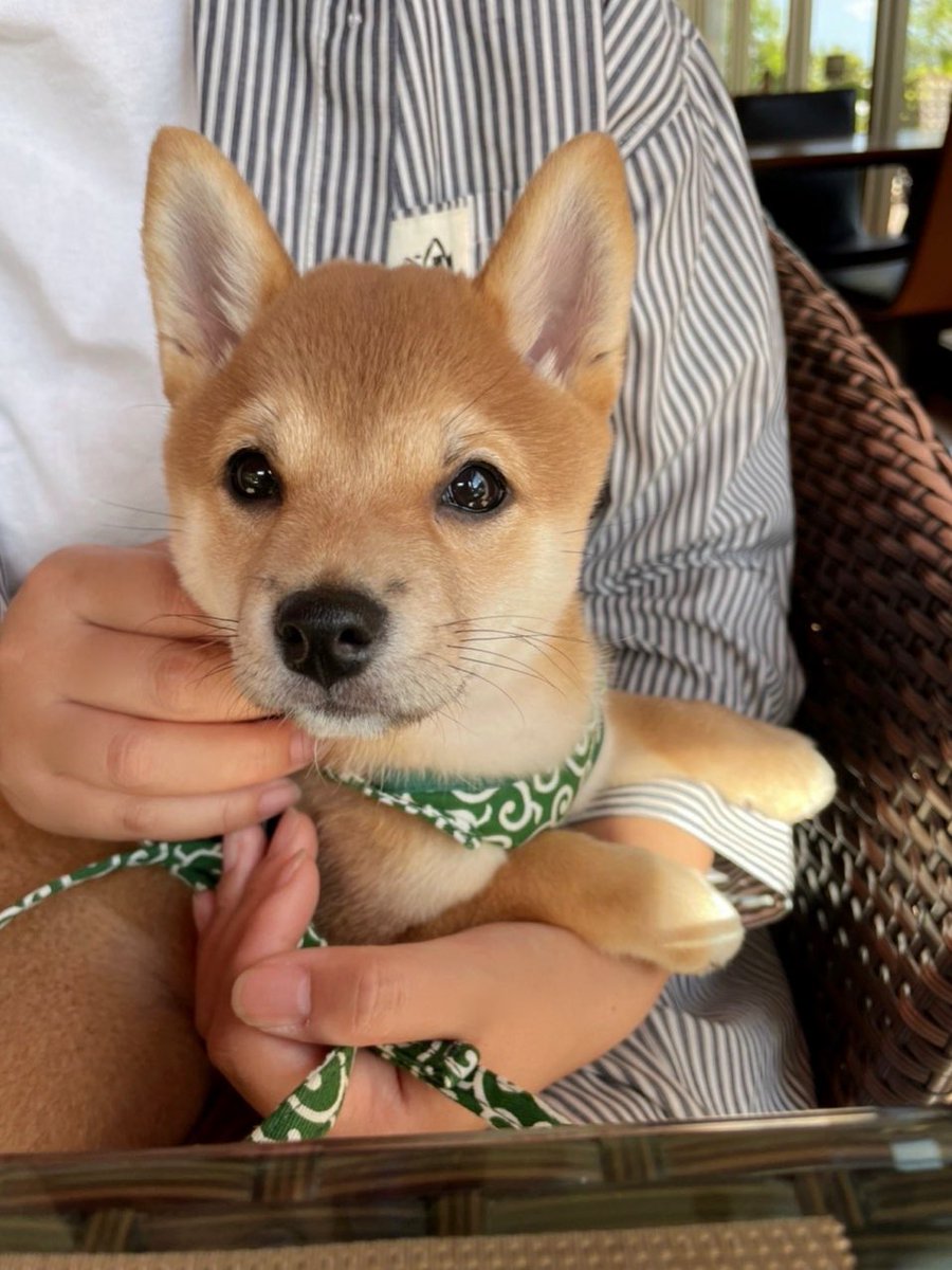 kawaiikinako5's tweet photo. ドッグカフェに初お出かけしてきました！🥳🐕 https://t.co/IQDzEvXNZi
