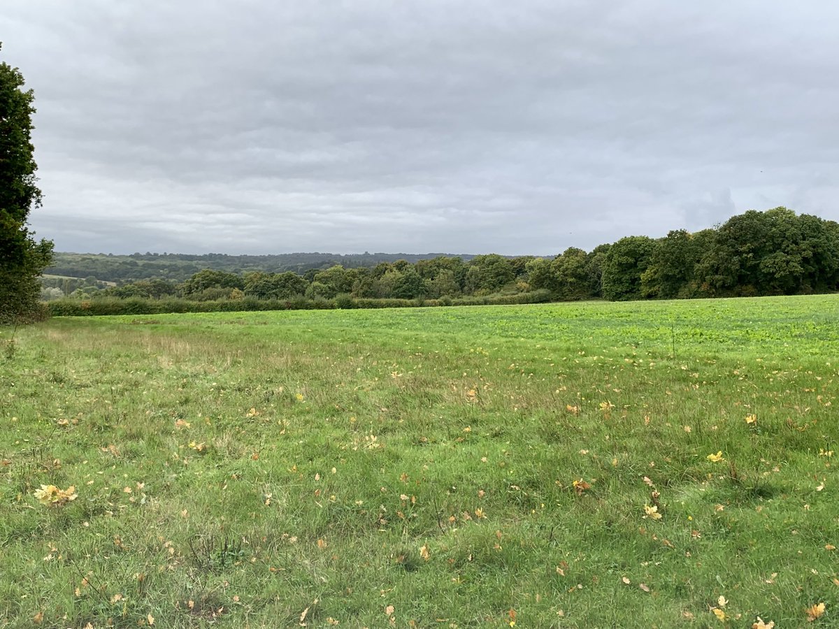 Slightly damper this morning, but still beautiful above #Hartfield #AshdownForest ⁦@highweald⁩ ⁦<a href="/AshdownForest1/">AshdownForestTourism</a>⁩