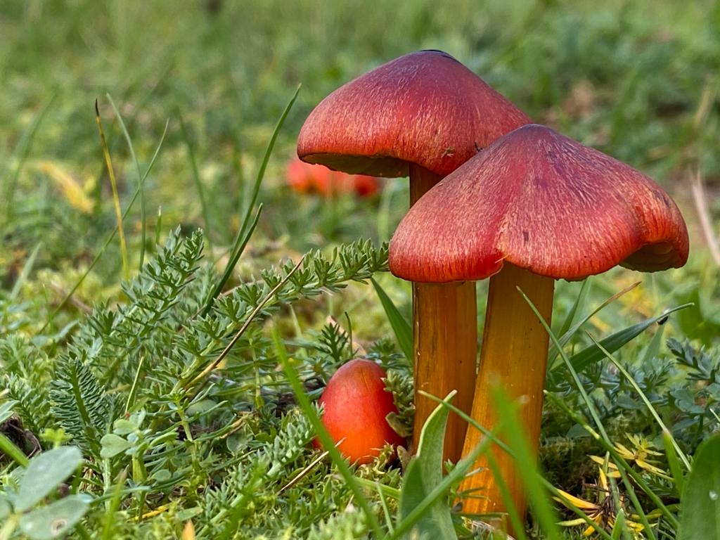Wie had nog graag paddenstoelen in het Gadra-bos wil fotograferen? Dat hoeft niet meer. Het bos is leeggeroofd.....