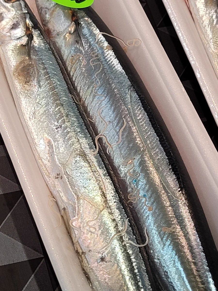 【閲覧注意】秋の味覚サンマに！？買う前に分かるアニサキスの大漁っぷり。