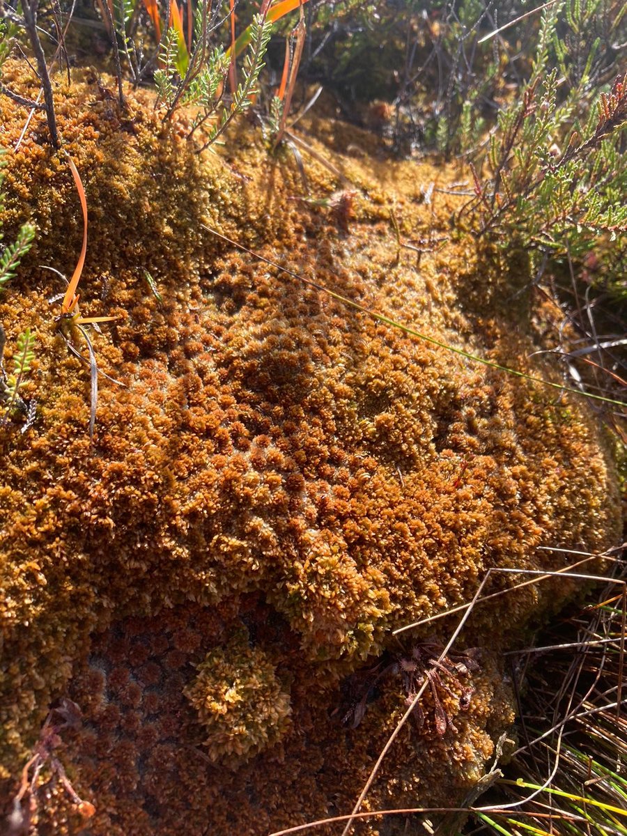 Last week at #PeatConf22 we got the opportunity to visit #CorsFochno and learn more about how #peat bunding can help re-wet peat bogs. It was amazing to see some rare rusty bog moss!