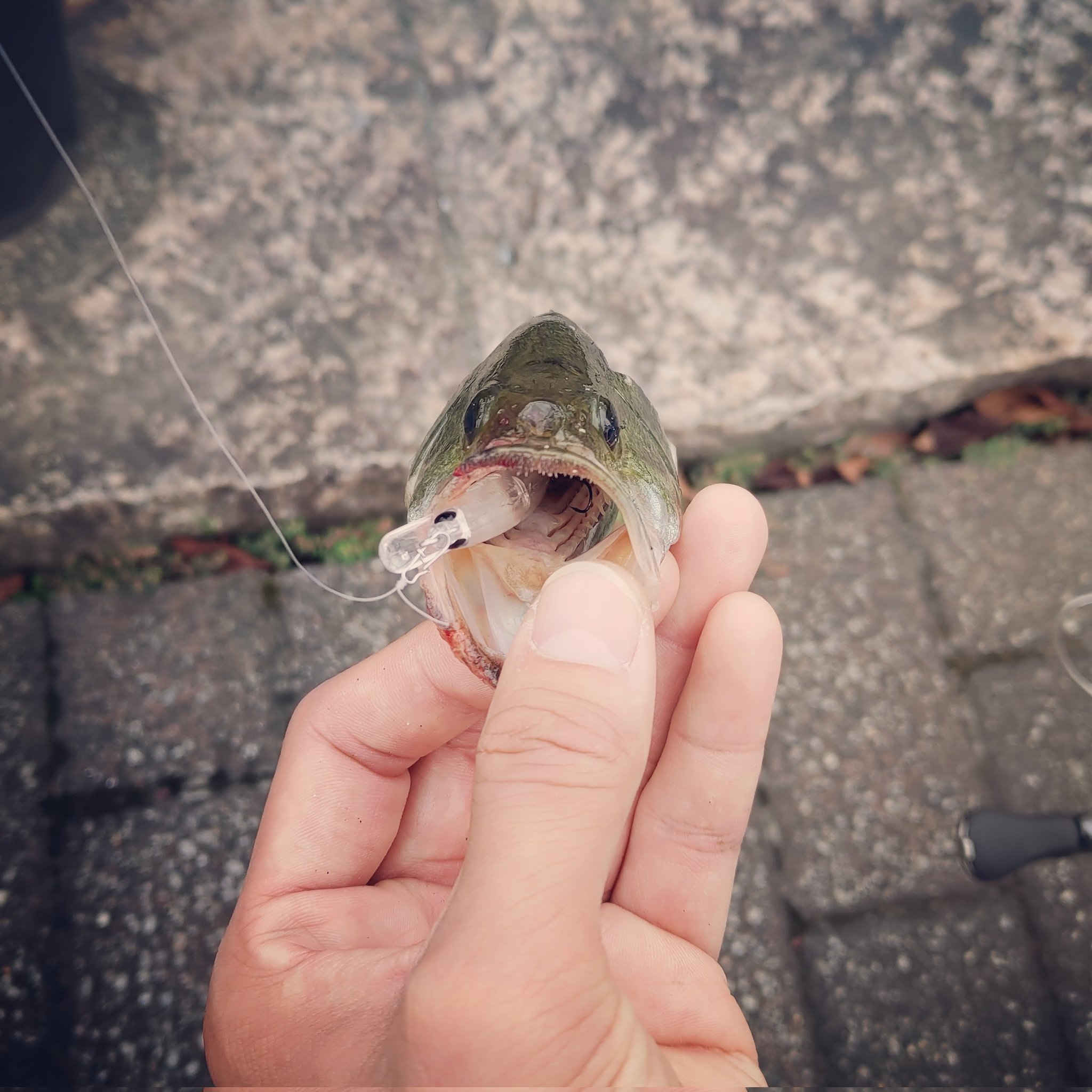川釣り Twitter Search Twitter