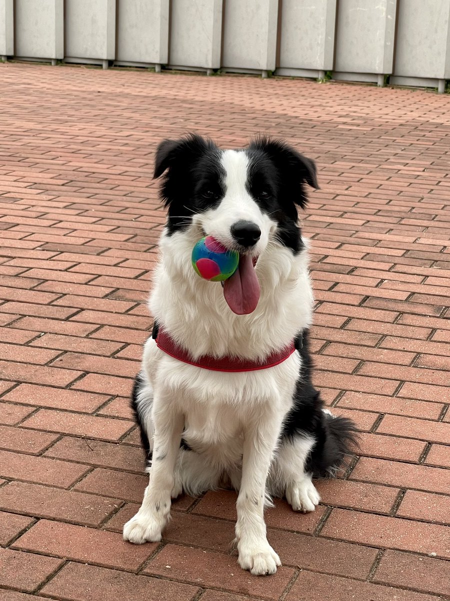 このボール以外愛せない身体になってしまった模様
#dogsoftwitter #twitterdogcommunity #dog #bordercollie #犬のいる生活