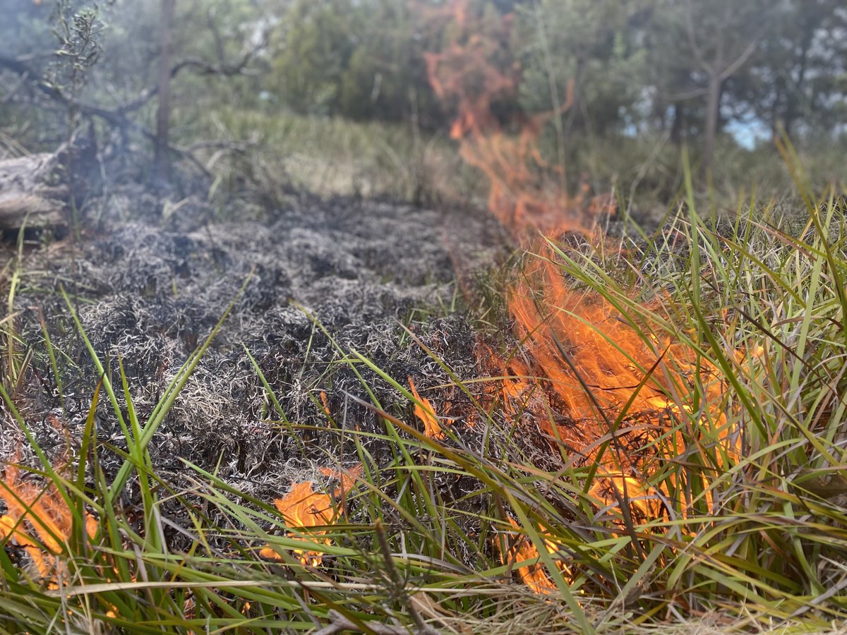 AMAZING opportunity for you mob in lutruwita! Limited spots are available to join the Firesticks Mentoring Program 🔥 Visit the link to find out more & to apply.
The closing date is 28 October 2022 so get it in now!
#Firesticks #CulturalBurning #Mentoring tacinc.com.au/firesticks-men…