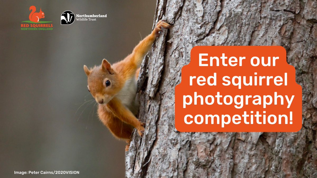 It's Red Squirrel Awareness Week! We're asking everyone to share their best photos of red squirrels. Our friends at @RedSquirrelsNE will pick their favourite + the winner will receive a goody bag of red squirrel-themed merch! 📸 Enter by emailing katie.tiffin@northwt.org.uk.