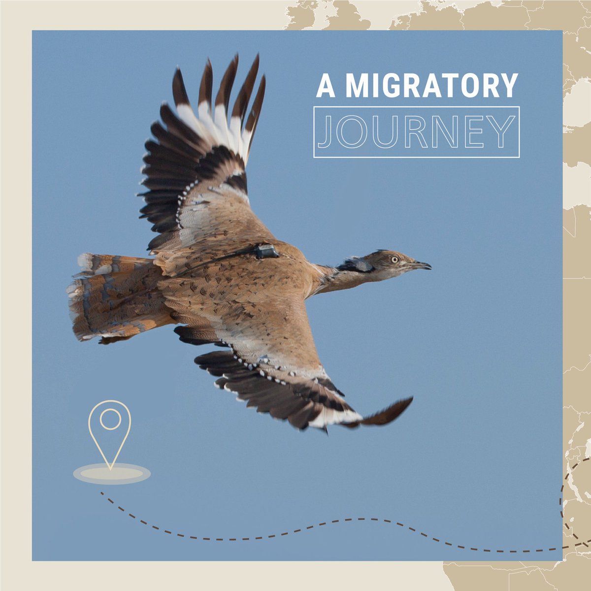 HoubaraFund's tweet photo. Years of tracking the houbara have led us to learn more about the houbara’s migration patterns which extend from its diverse range of breeding grounds to its wintering grounds in the Arabian Gulf.
_____________________
#Bird_migration #IFHC #UAE #BirdConservation #Conservation https://t.co/w3b0hr9woC