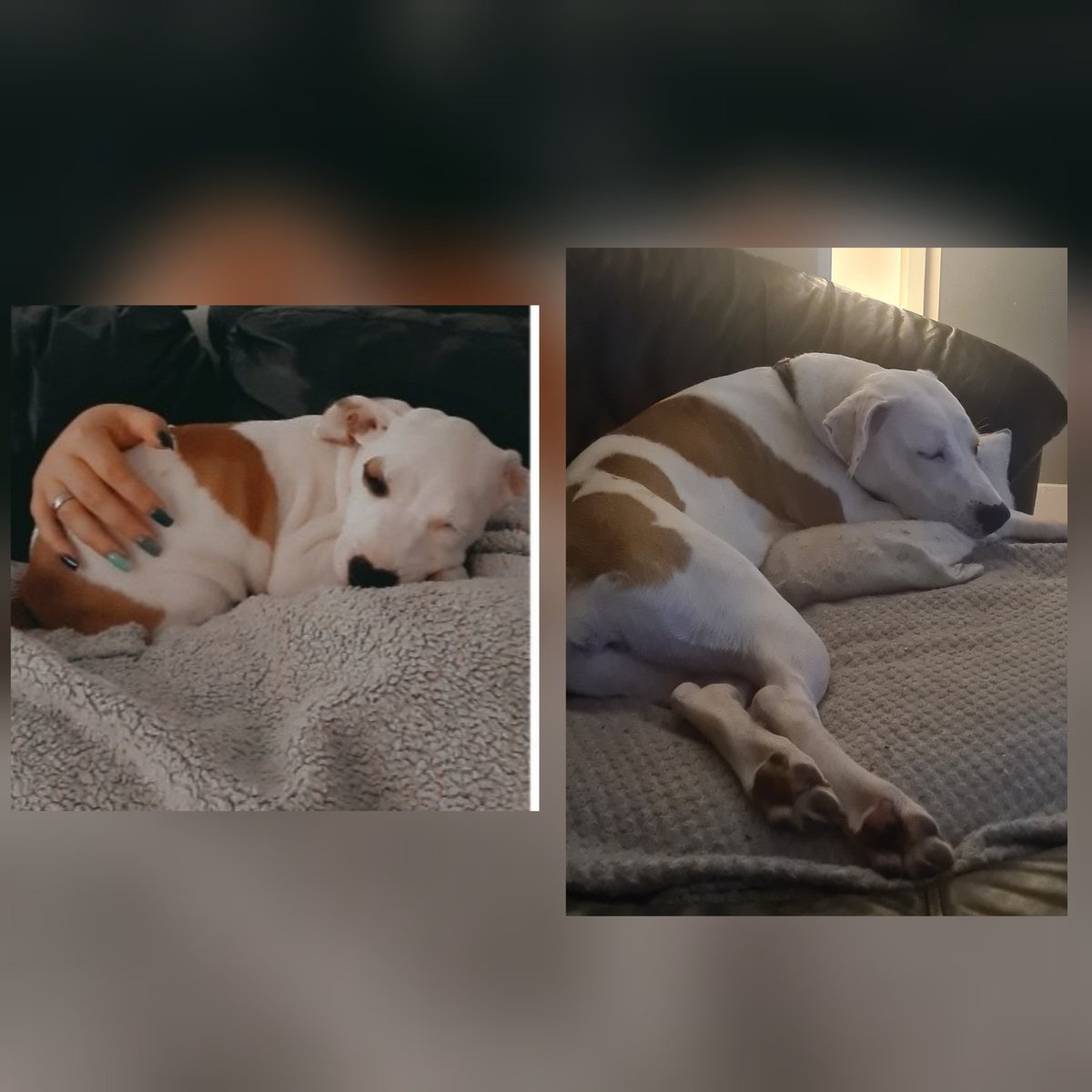 From my ikkle baby to 7 months already your getting soo big 🥰<a href="/countryroaddogs/">Country Road Dogs</a> #bullylove