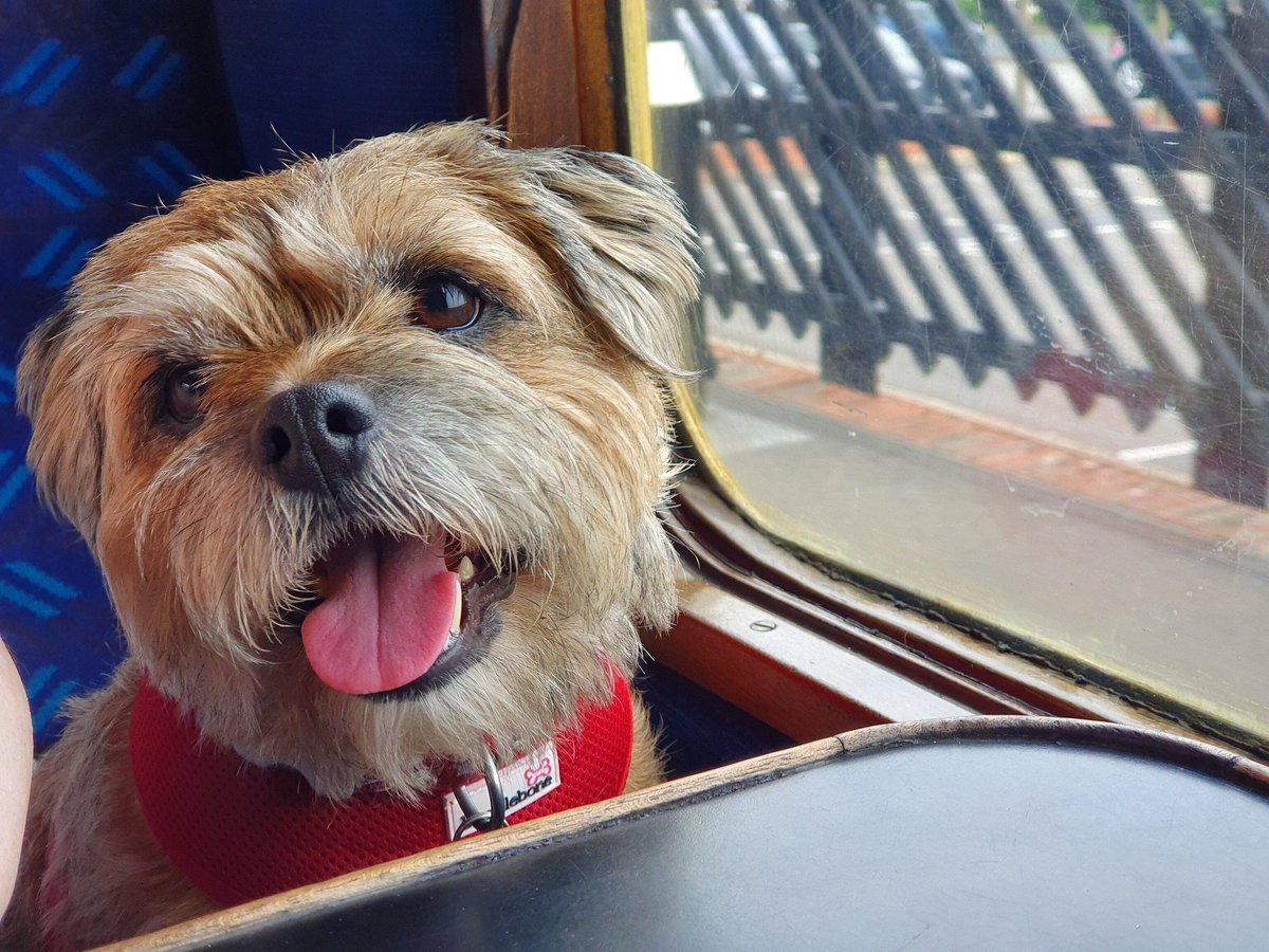 formerly Tilly BT, but now with Maggie tweet media