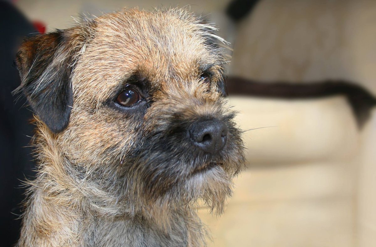 formerly Tilly BT, but now with Maggie tweet media