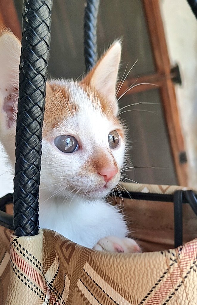 catmomlife91's tweet photo. #catalert
Ο Χιονατος, αυτό το τρελό αγόρι, ψάχνει το παντοτινό του σπίτι...
Όροι:
Μόνο για μέσα
Και θα στέλνετε φωτό και βίντεο σε εμένα μετά γιατι θα μας λείπει https://t.co/P2OnysKOhU