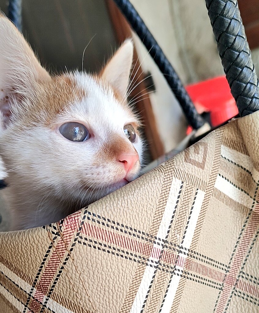 catmomlife91's tweet photo. #catalert
Ο Χιονατος, αυτό το τρελό αγόρι, ψάχνει το παντοτινό του σπίτι...
Όροι:
Μόνο για μέσα
Και θα στέλνετε φωτό και βίντεο σε εμένα μετά γιατι θα μας λείπει https://t.co/P2OnysKOhU