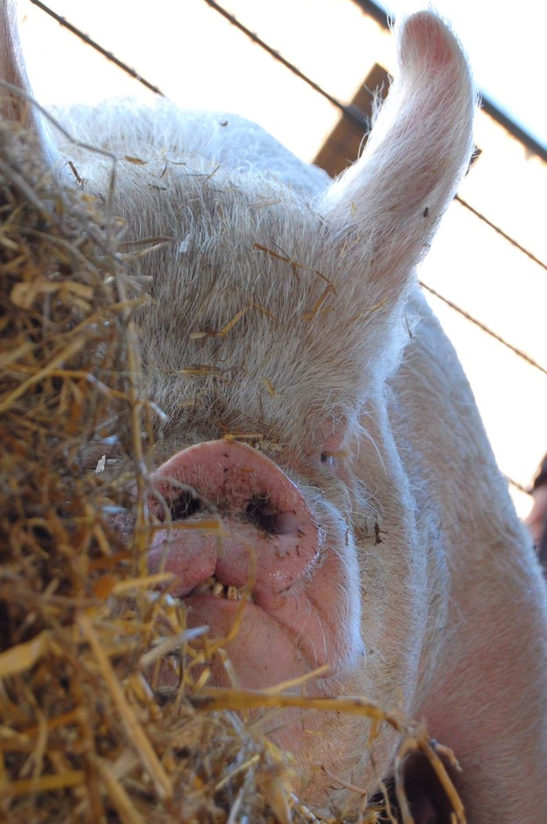 WigfieldFarm's tweet photo. Who else feels like this? ๐ด
#mondaymorningvibes #Monday #MondayMotivation #tired #middlewhite #pig #Farming https://t.co/qDjevcVqoG