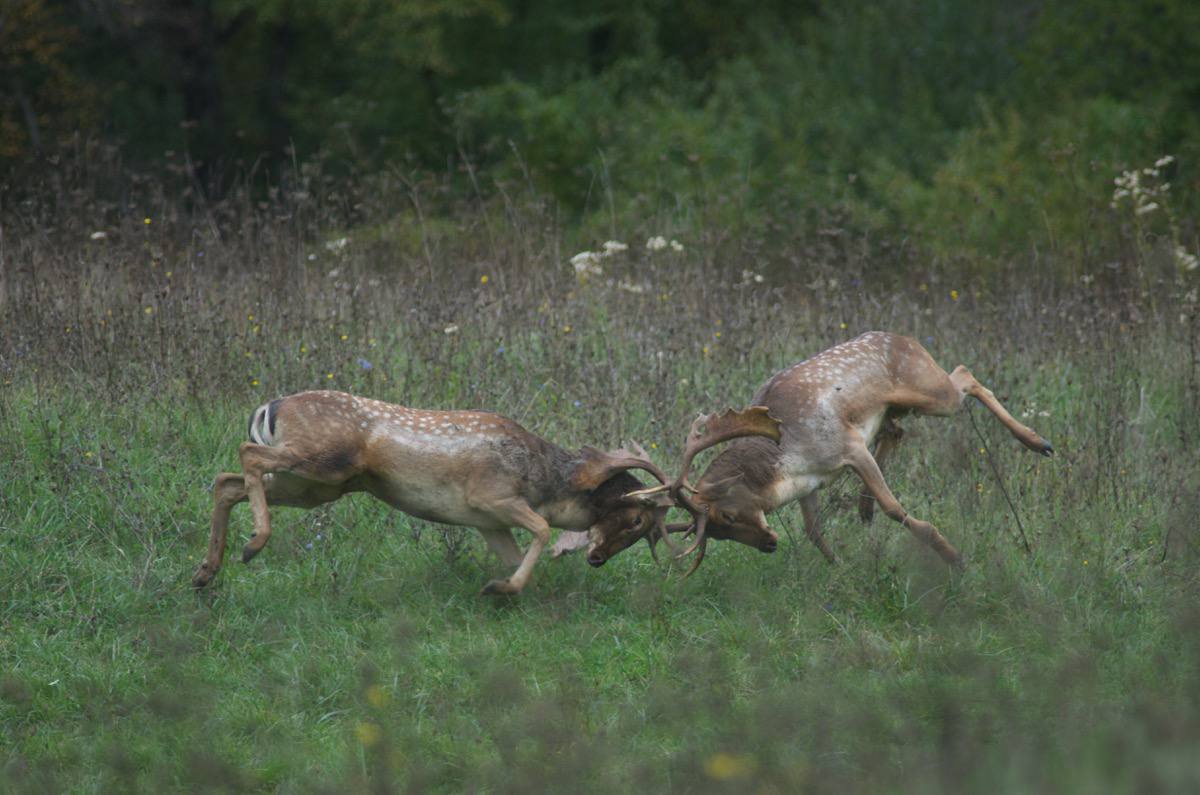 WWFitalia's tweet photo. Buongiorno e buona settimana dall'Oasi #WWF dei Ghirardi, nell'appennino parmense 
I daini, in pieno periodo degli amori, sono stati immortalati dall'obiettivo del fotografo Guido Sardella https://t.co/lTMfBmqHqo