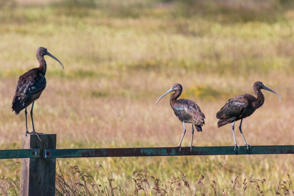 BioGeoProcess's tweet photo. Objective is to develop and test methodologies to identify key areas, #Natura2000 sites, for #restoration, to achieve improving #ConservationStatus of (1) breeding populations and (2) passage and wintering populations. https://t.co/AwqTpbC5PO
