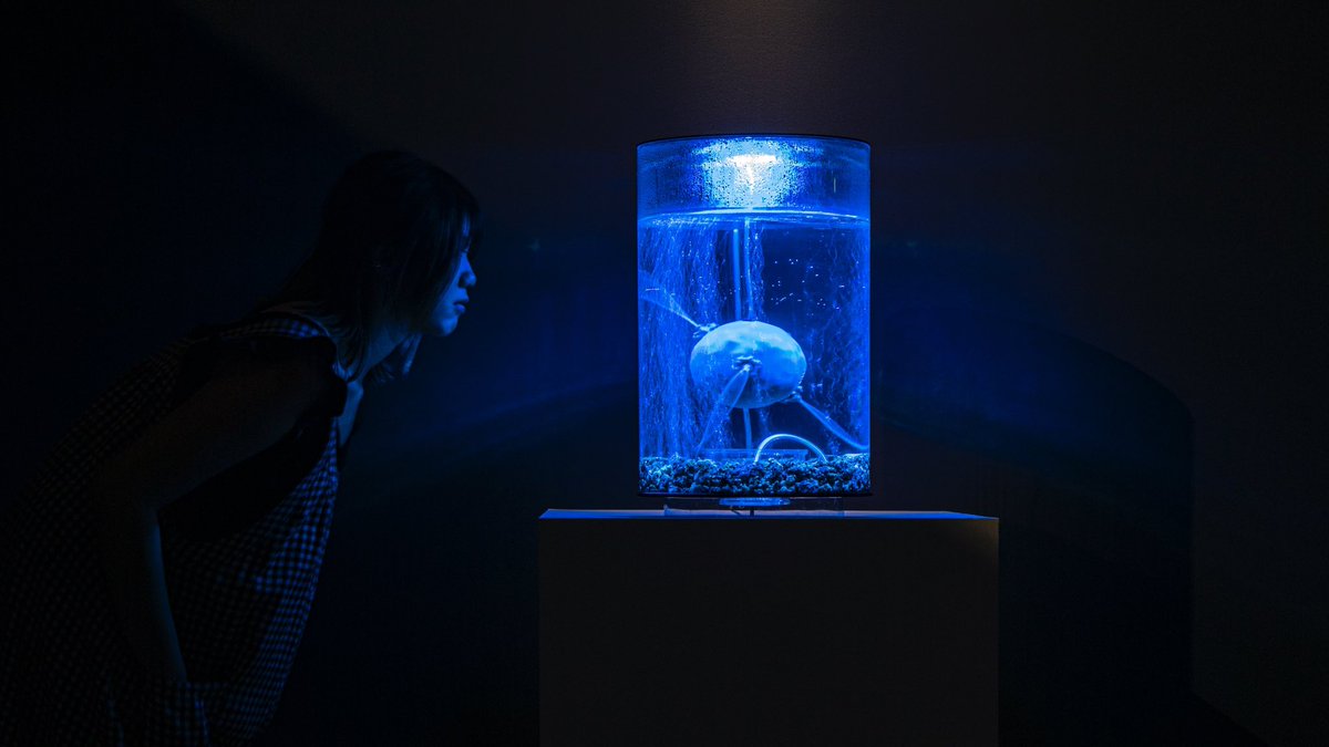 AnnaDumitriu's tweet photo. Current art exhibitions: @SpazjuKreattiv @MITMuseum @TheNorthWall @NobelMuseum @Liljevalchs1 @SVAgalleries Flatiron NYC @MuseeDeLaMain @machine_award @triennalemilano #BDHOpenwide #BATB 798 CUBE Art Museum #Beijing @EdenProject 
https://t.co/wEXQRJ20MK #bioart #contemporaryart https://t.co/I7v46X4eti