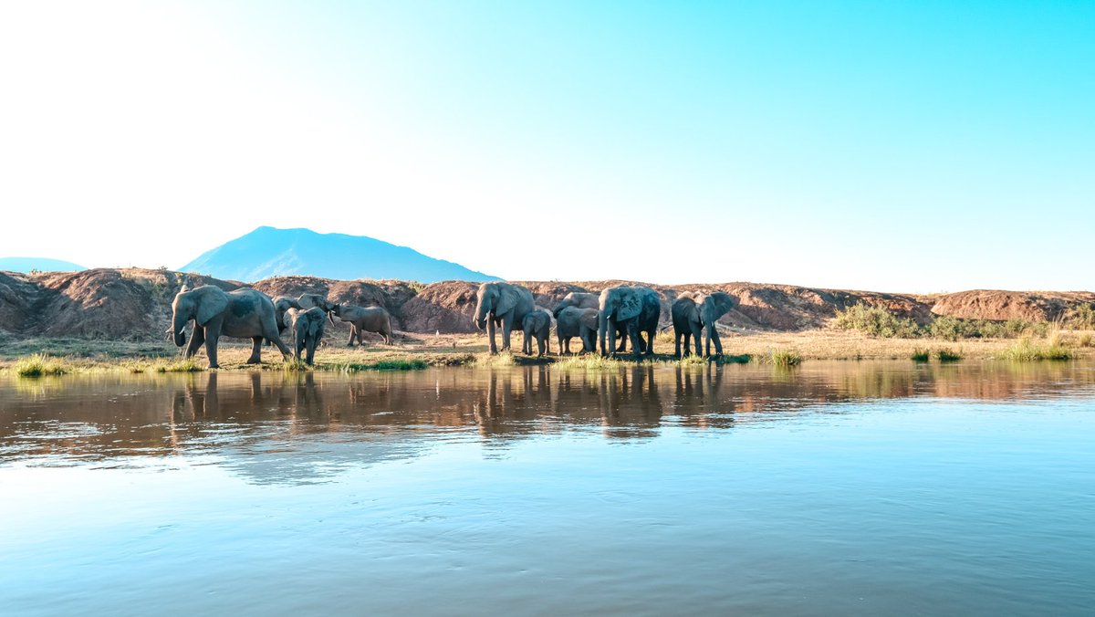 RoyalZambezi's tweet photo. Scenes of ellies romping, frolicking, and wallowing in the mud is an iconic scene of the Lower Zam. https://t.co/Uqo1bYob5S
