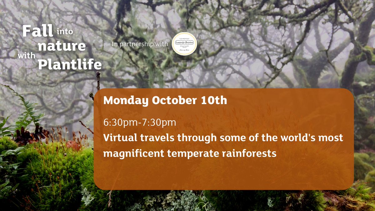 PlantlifeScot's tweet photo. Happy Monday! Who's ready for #FallintoNature with Plantlife? Today we are taking you on a guide through some of the world's most magnificent temperate rainforests! grab your spot and check out other events here: https://t.co/iWatL4oGQJ https://t.co/NDfz6zdeJZ