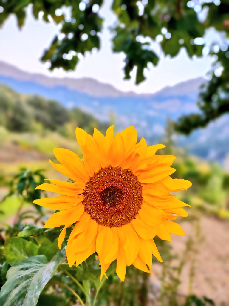 Allahkesinvar's tweet photo. Bütün güzellikler dünyayı sarsın Savaşlar bitsin zulüm,nefret, sevgisizlik,açlık,fakirlik bitsin yerini yaratılma amacımız olan sevgi alsın bu konuda çok güçlü dua edelim inşaAllah.Sevgi herşeyin üstesinden gelir
#mugeanli
Savaş
#guenaydin
#pazartesi
#UkraineRussianWar
#WhatIsOKX https://t.co/jdArX4u910