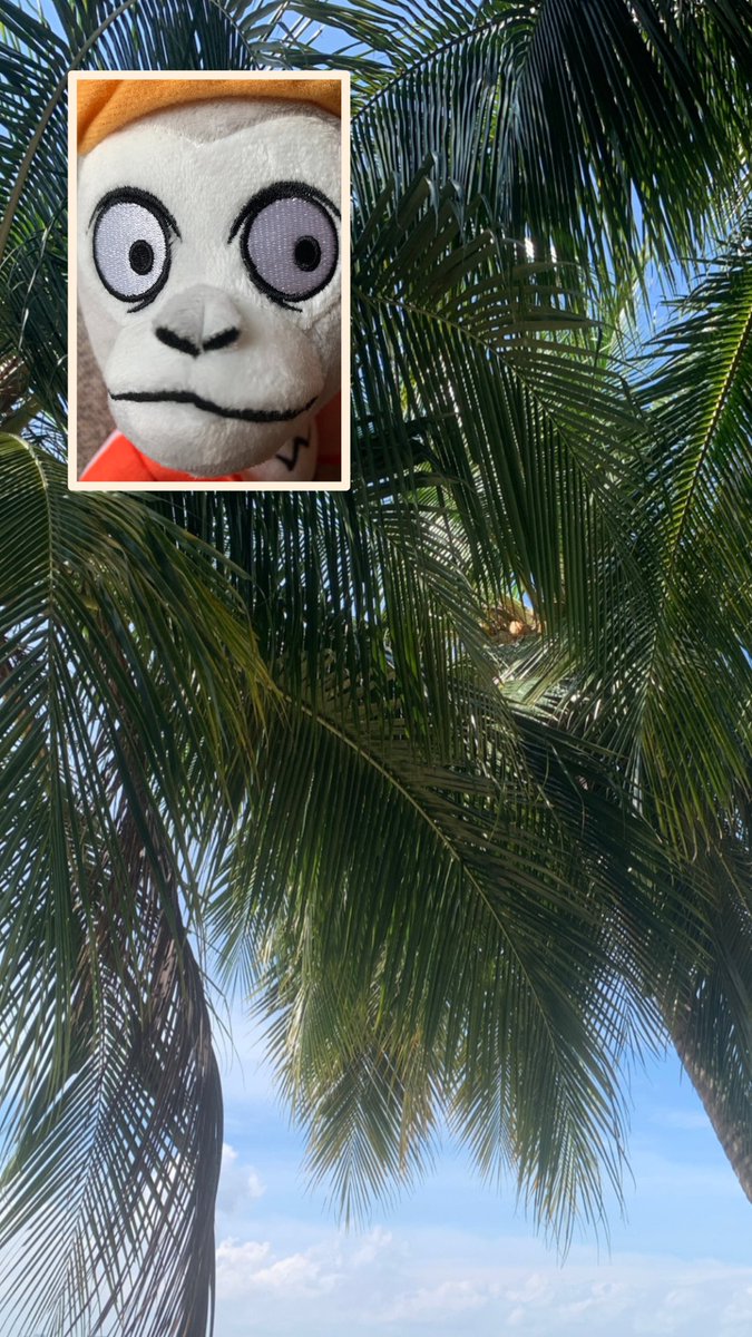 CronosChimpClub's tweet photo. This is me in my zone 🌴
- Steve 

#BeReal #BeSteve 

#ShowyourSteve https://t.co/NR28MjFXsV