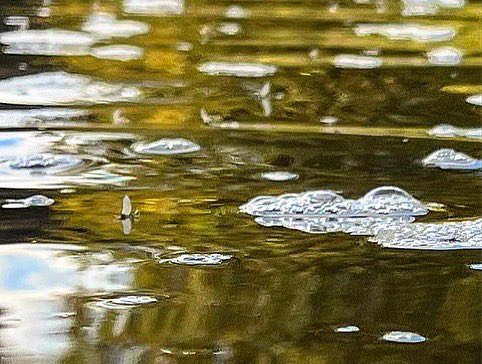CaptJoeD's tweet photo. The essence of October as captured by Cross Current Guide Anita Coulton.
#flyfishing #upperdelawareriver https://t.co/JVDgdNPfd8