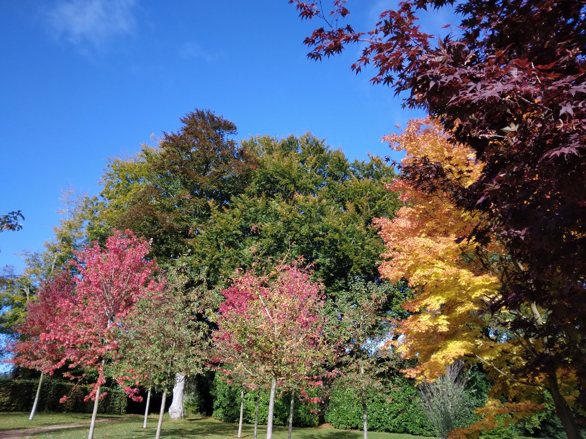 Stunning autumnal colours form a backdrop to a stunning garden we constructed in Sussex. Acer, Liquidamber, Malas and Bettula providing contrasting and complimentary colours. #teamAcre