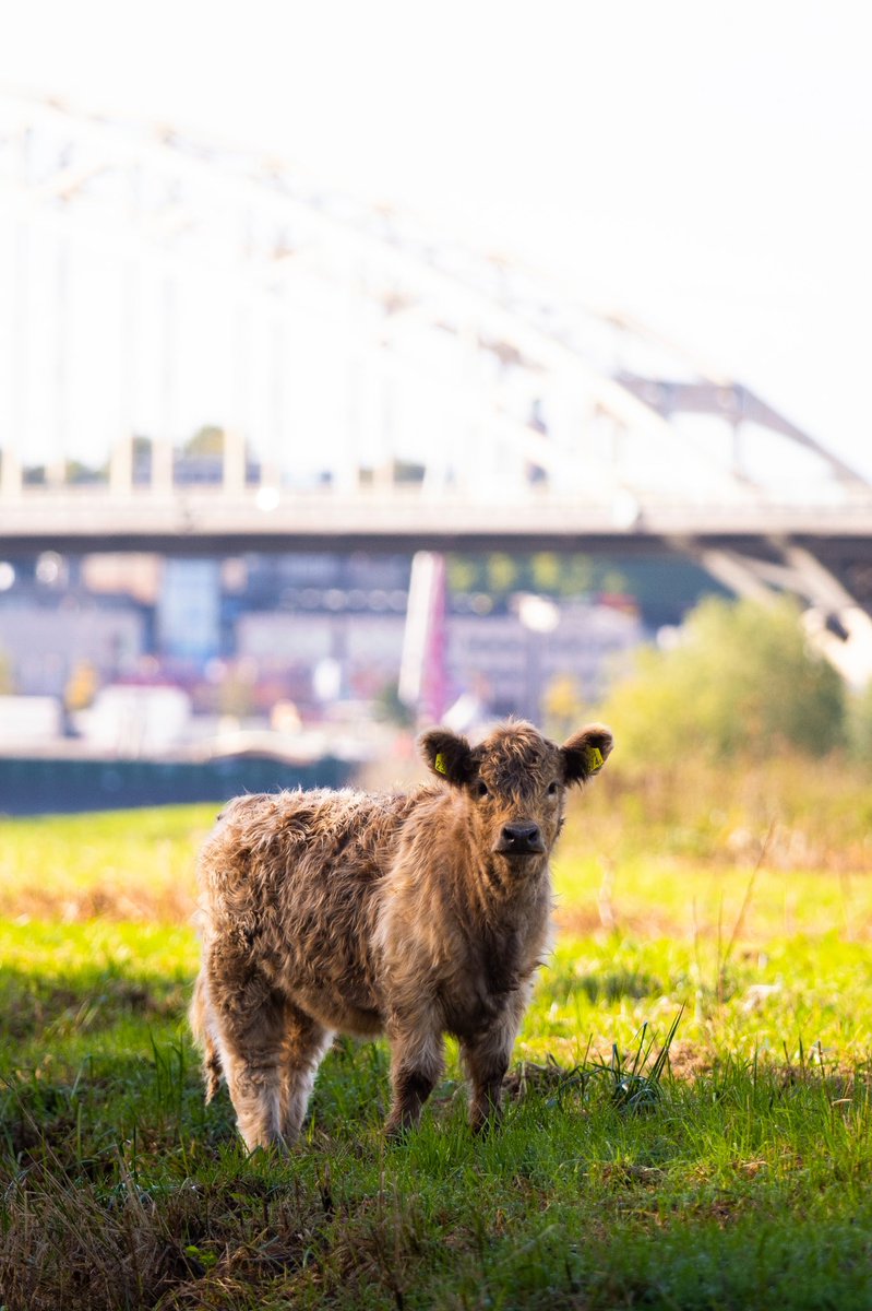 FREE_Nature's tweet photo. Het unieke stadseiland #VeurLent telt sinds kort enkele nieuwe bewoners! 🐂 Het eiland in de #Waal (ten noorden van #Nijmegen) wordt voortaan begraasd door een kudde #Galloways, die zo een steentje bijdragen aan de ontwikkeling van de natuur en biodiversiteit in het gebied. 🍀 https://t.co/PcpnlHRxz2
