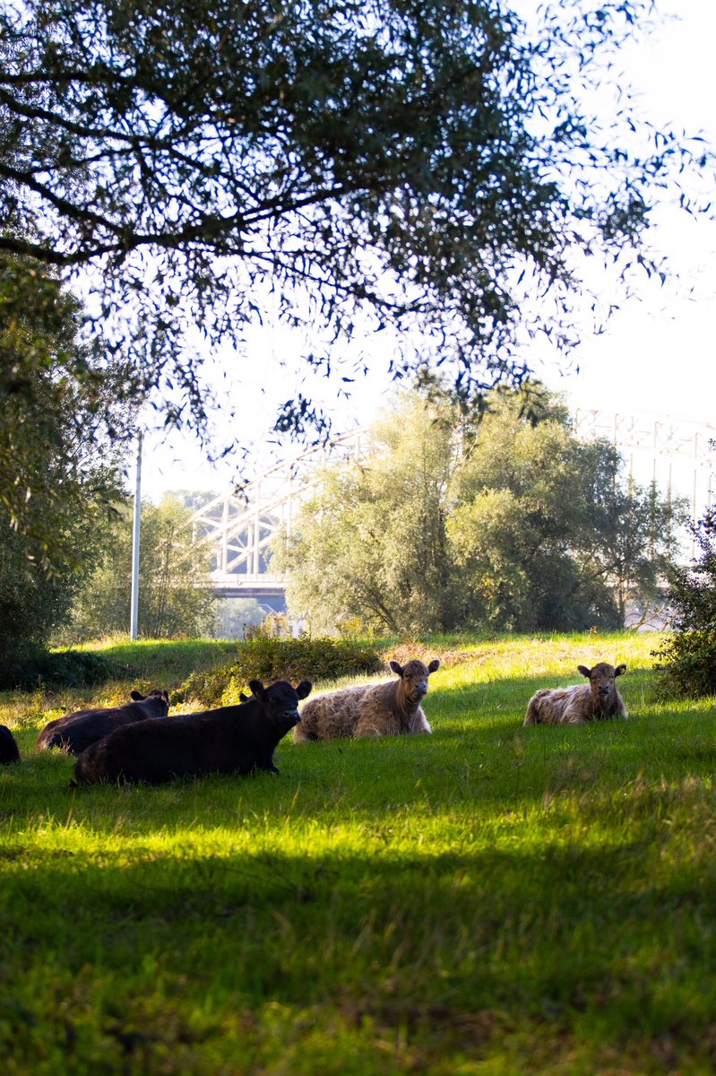 Het unieke stadseiland #VeurLent telt sinds kort enkele nieuwe bewoners! 🐂 Het eiland in de #Waal (ten noorden van #Nijmegen) wordt voortaan begraasd door een kudde #Galloways, die zo een steentje bijdragen aan de ontwikkeling van de natuur en biodiversiteit in het gebied. 🍀