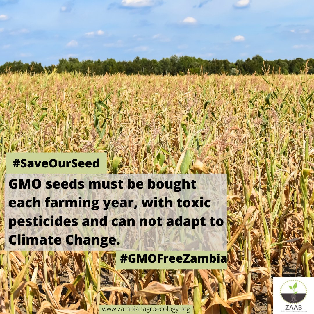 ZAAB_org's tweet photo. GMO Seeds Must Be Bought Each Farming Year, With Expensive Inputs:
-We Say No To GMOs
Because the GMO seeds are proprietary, farmers must pay royalties to use them and purchase new seeds every season, facing rising costs.
We Say No To GMOs.
#GMOFreeZambia #SaveOurSeed #NoToGMOs https://t.co/pGuLVljX5m