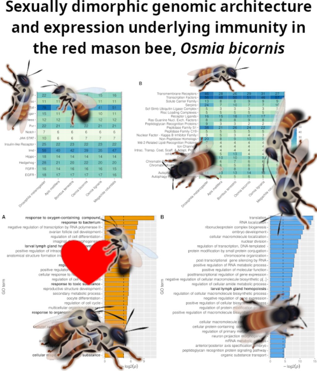InsectMolecBio's tweet photo. #Genomic #architecture and #sexually #dimorphic #expression underlying #immunity in the red #mason bee, Osmia #bicornis
#OpenAccess
https://t.co/NsGWNcFnUn
#neonicotinoid #Osmia #pesticide #sex #difference #solitary #bee https://t.co/pTVmjJssEy