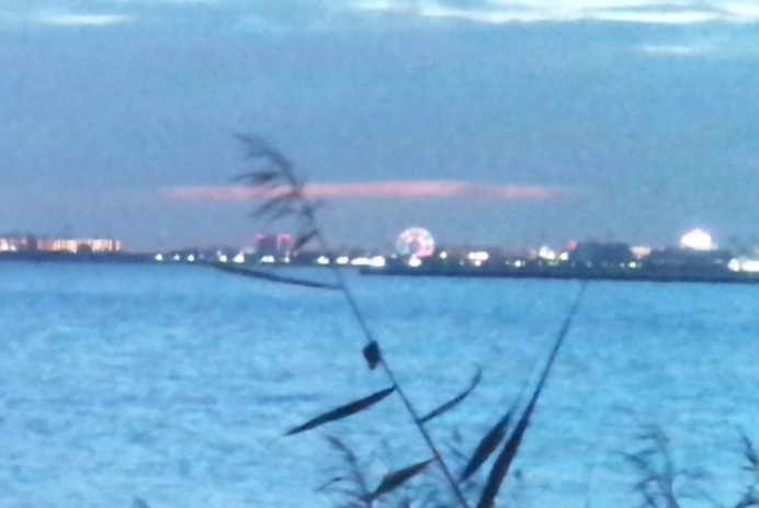 Schildlaeusen's tweet photo. とある夕暮れ時
おひしばさんがたどり着いた場所

そこは「海」っていうそうです🏖️✨

遠くには #葛西臨海公園 の観覧車が見えます🎡✨

波の静かな穏やかな場所でした🐋

#ふなばし三番瀬　#三番瀬
#東京湾
#ホンビノス https://t.co/iZTui86TKj