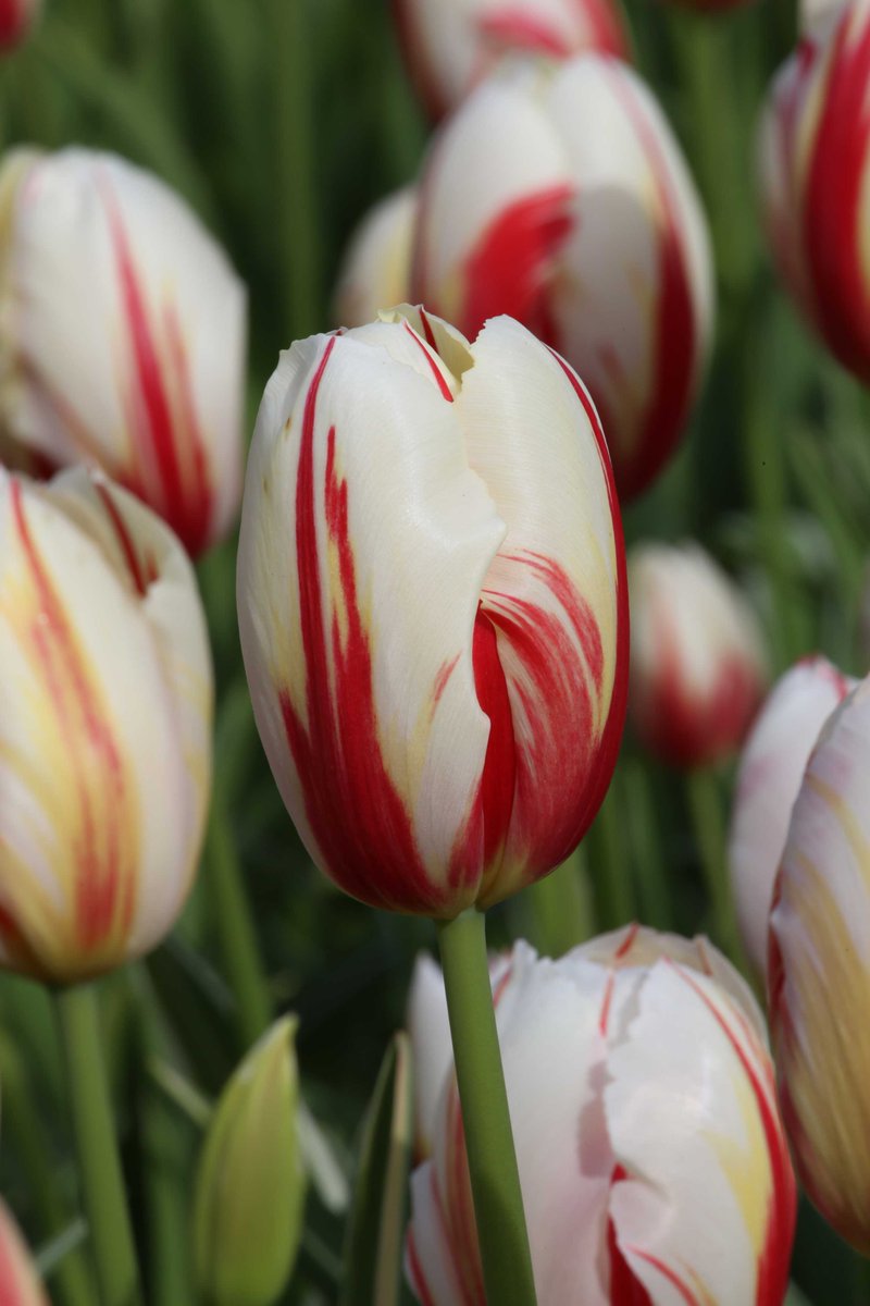 This beaut is Happy Generation tulip. A stunning tulip with pure white petals that are brushed with flashes of red. Resembles the Rembrandt tulips of old, but has the health and vigor of today's modern tulips. The tulip Bastogne makes a beautiful companion.