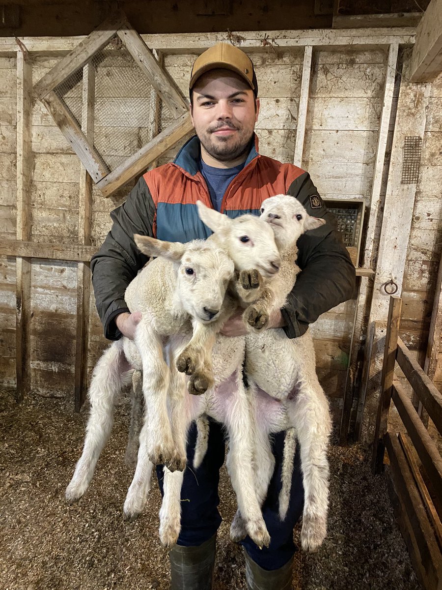 NLYoungFarmers's tweet photo. Hi, Matt Morry here from Heritage Farm! I’m a fourth generation sheep farmer here in Kilbride, NL

I have a small operation, focusing on sheep &amp; lambs, but also have a stake in turkeys, chicken, and eggs. 

Looking forward to sharing a week on my farm with you! https://t.co/cOIDcYuz9I