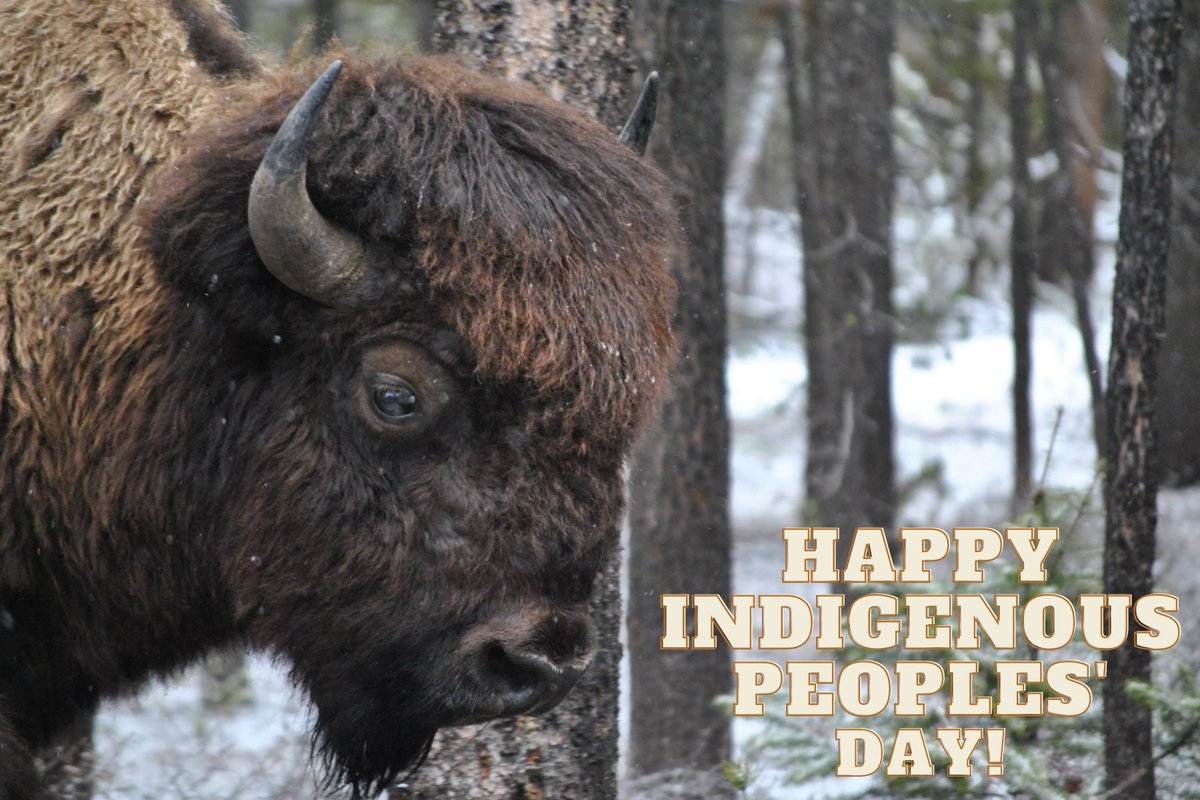 Happy Indigenous Peoples' Day! Today we honor the sacred relationship between indigenous people and the buffalo. #IndigenousPeoplesDay2022 #sacredbuffalo #savetheyellowstonebison
