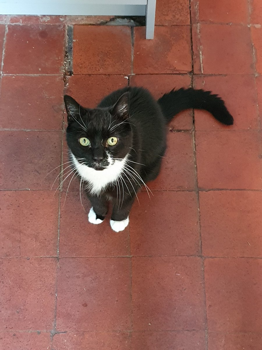 Ozzy wants to wish all tuxedo cats a very happy national tuxedo day!