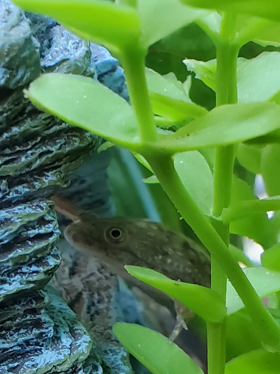 CFHS Aquatics tweet media