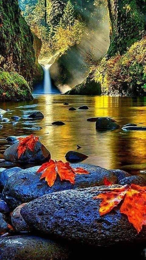 anano1970's tweet photo. Beautiful nature...🌲⚘🌿 #nature 🌳🍁 https://t.co/DL8RLS0mQU