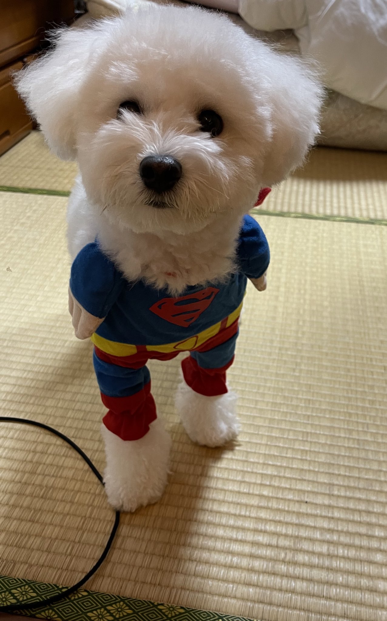 スーパーマン犬 Twitter Search Twitter