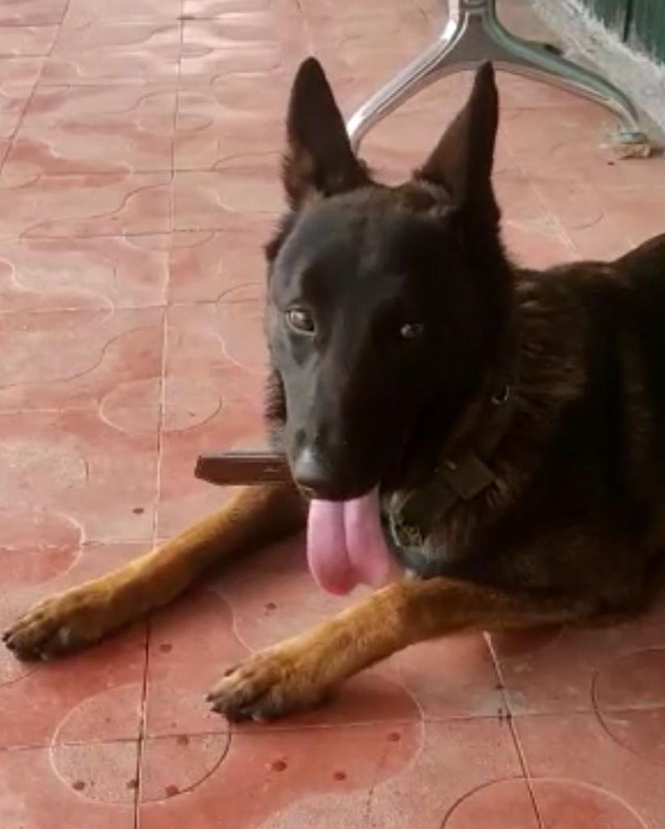 PKChug's tweet photo. Army Assault K9 ZOOM Led Attack with RR Bn in South Kashmir in wee hrs today on 2 terrorists hiding in house getting them eliminated. Saved precious lives but sustained 2 GSW, critically injured. Salute 4 raw courage and fearlessly attacking through small window @adgpi @PMOIndia https://t.co/SuE6jM6wel
