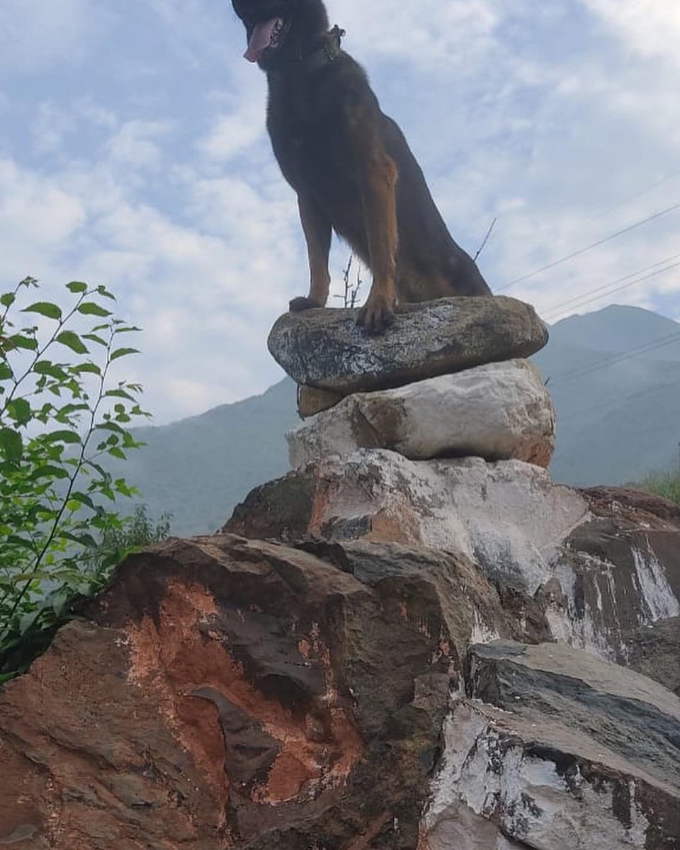 PKChug's tweet photo. Army Assault K9 ZOOM Led Attack with RR Bn in South Kashmir in wee hrs today on 2 terrorists hiding in house getting them eliminated. Saved precious lives but sustained 2 GSW, critically injured. Salute 4 raw courage and fearlessly attacking through small window @adgpi @PMOIndia https://t.co/SuE6jM6wel