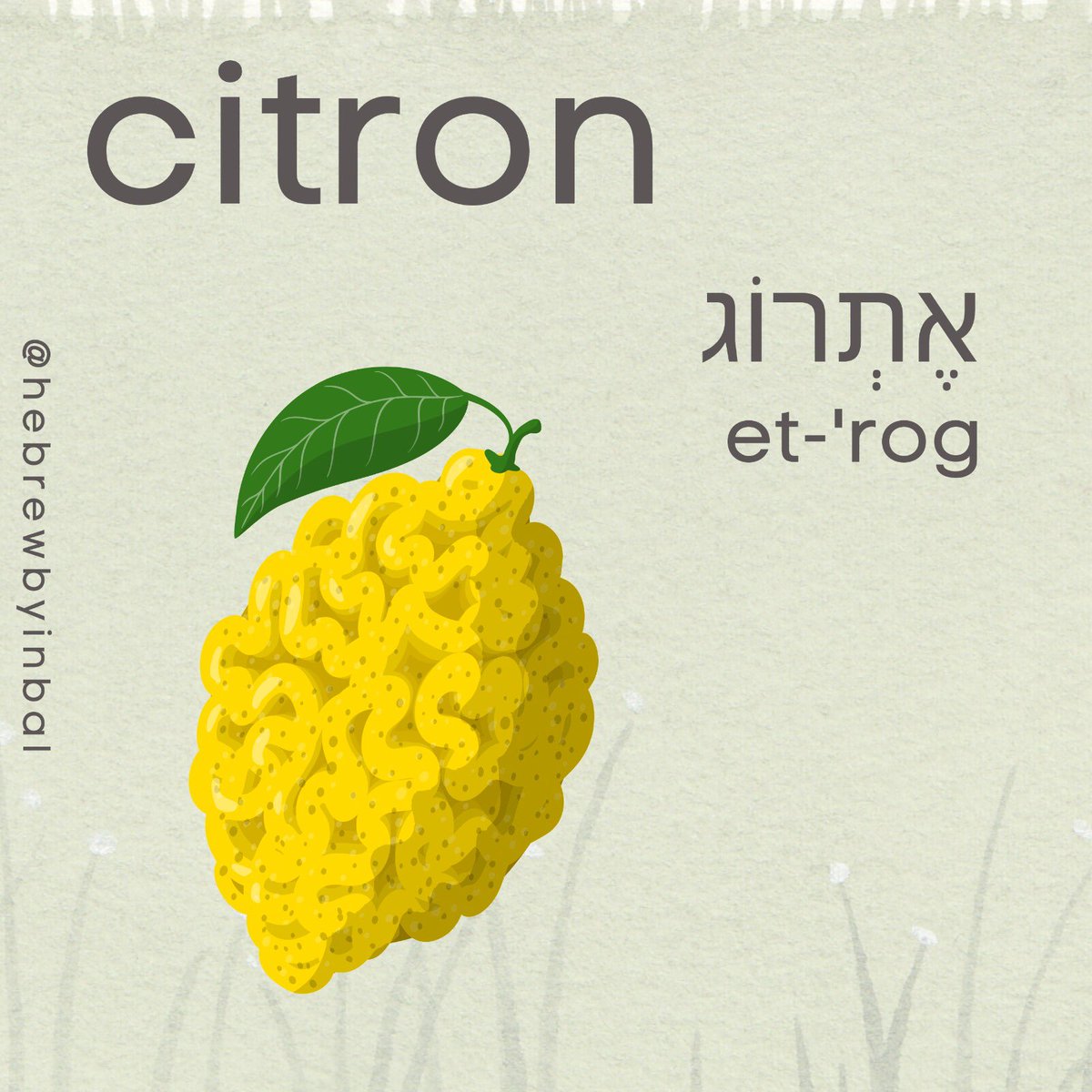 hebrewbyinbal's tweet photo. Some et-'rog with your soo-'kot holiday? This is how you say, write, and pronounce one of Sukkot four species - the citron - in Hebrew. Have a great one!
#sukkot2022 #sukkah #sukkahdecor #jewishholidays #jewishtraditions #hebrewbyinbal #moadimlsimcha #watercolorart #citron #etrog https://t.co/MLFUz6OCGr