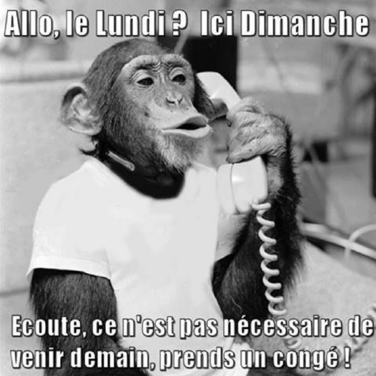 Un peu d'#humour en ce lundi ! 

Il est vrai que, notamment en période de changement de saison, rester en repos un jour de plus ne serait pas de refus :) 

Comment appréhendez vous cette nouvelle semaine ? 

#AdinvestInternational #business #lundi #humour