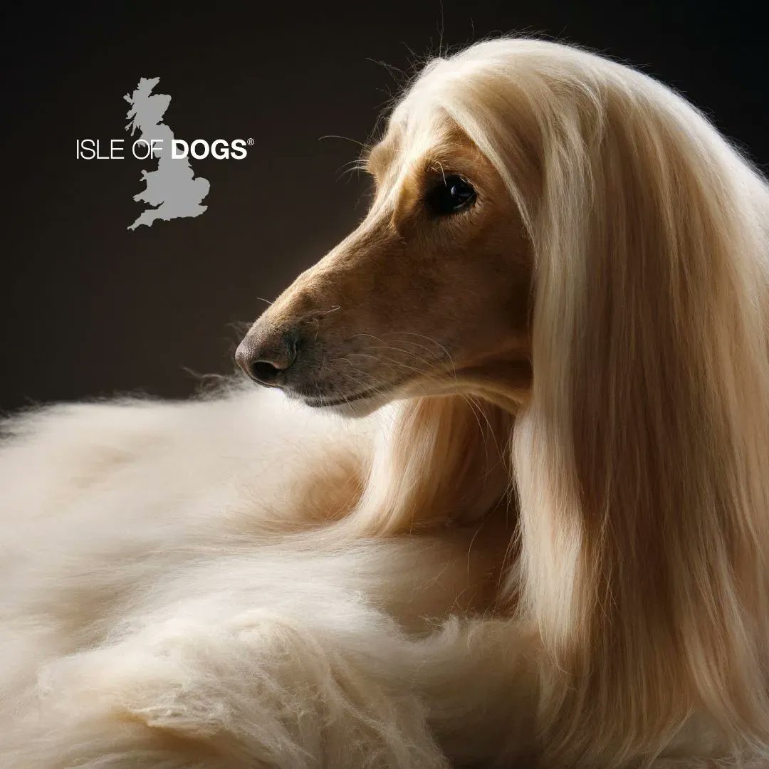 Isle of Dogs tweet media