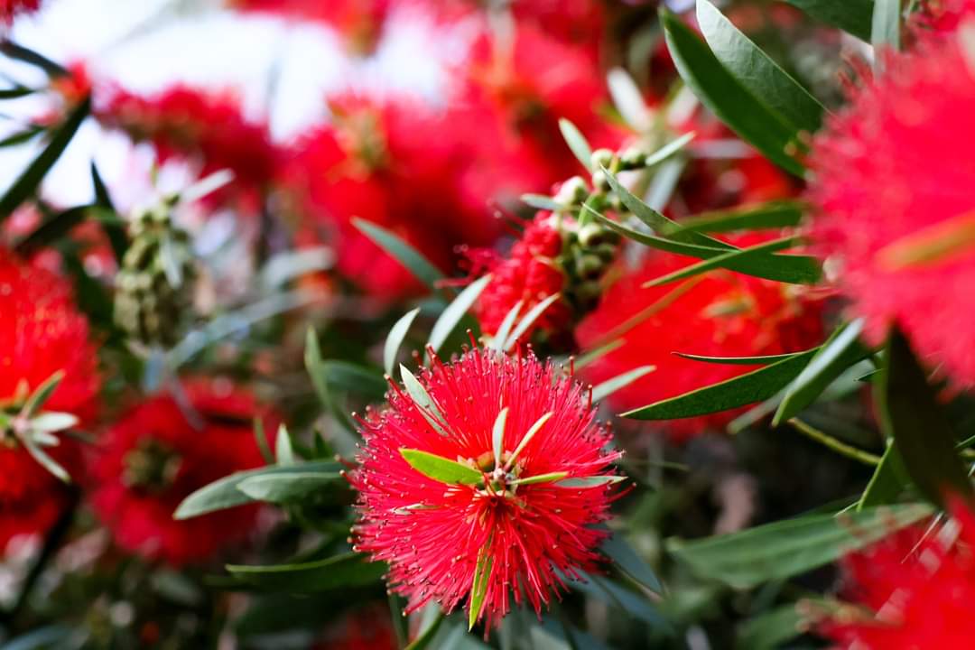 freopics_'s tweet photo. Just had a play with my new camera with some nature in my front yard.
#frontyardphotography #havingsomefun
#CanonCamera
#natureshots https://t.co/LIfMj5ak7V