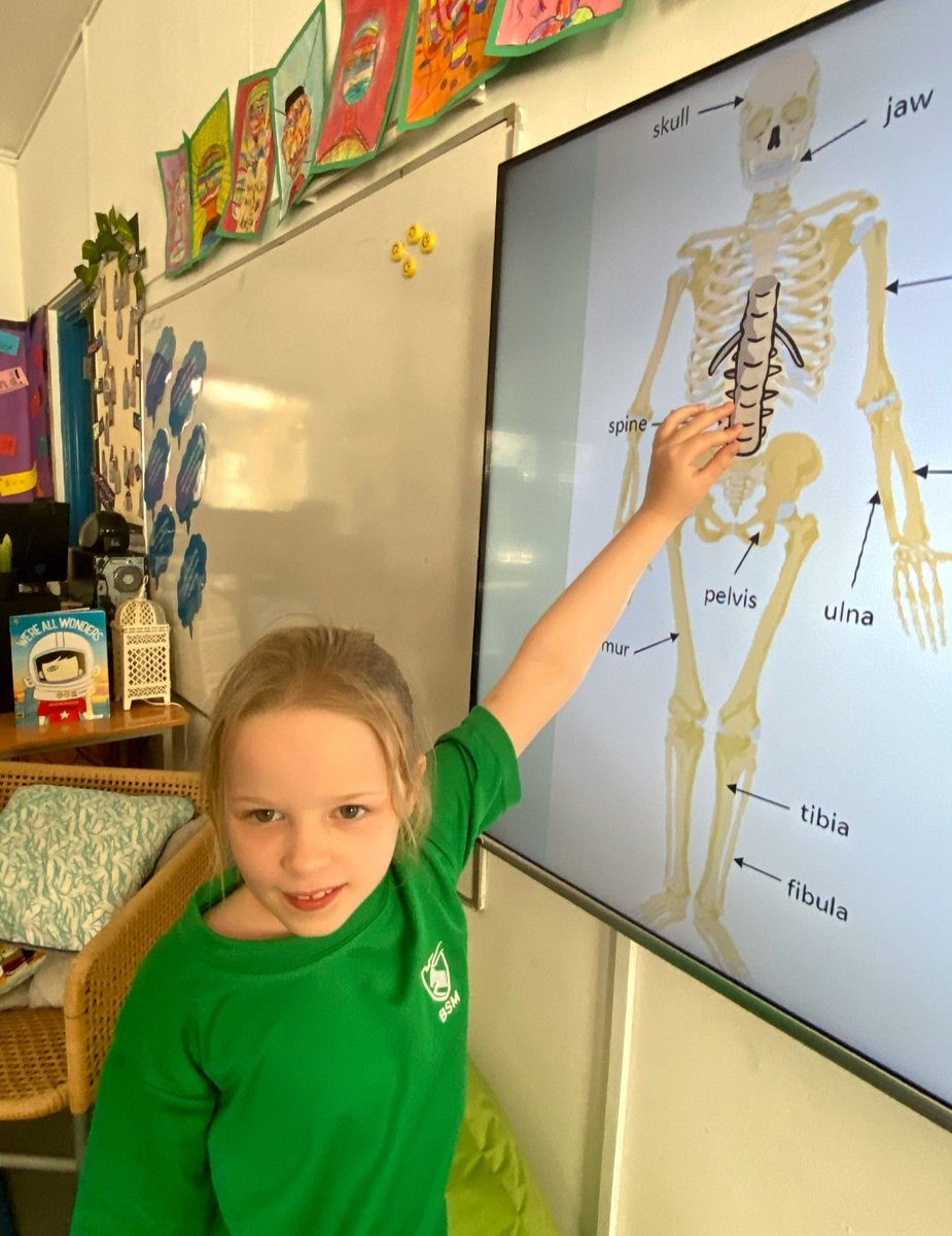 BSMuscatY3's tweet photo. Today we used #connectionfinding in Science. What do we know that helps us put our skeletons back together and label them? #hpl @BSMuscatPrimary @PrincipalMuscat https://t.co/uE0xkWYgbc