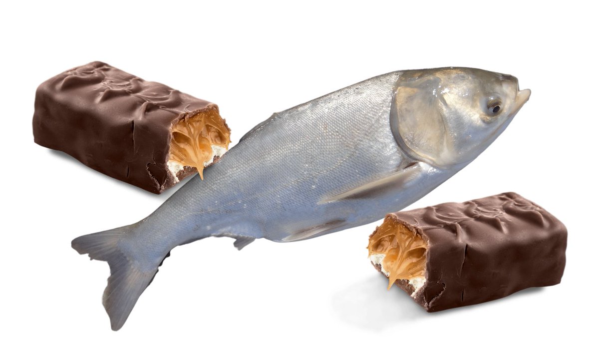 Be diligent and check your child's candy this year, just found an invasive silver carp shoved inside a Milky Way. No words.