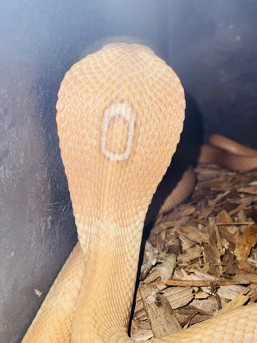 dariusnabers's tweet photo. The “monocle” of the monocled cobra 😍
#conservation #reptilekeeper #viper #cobra #venomoussnakes #breeding #puffadder #breedingseason #animalsaddict #snake #animals #reptilebreeder #reptiles #nationalgeographic #venomous #kingcobra #reptilephotography #gaboonviper #copperhead https://t.co/lLQVbgnFvh