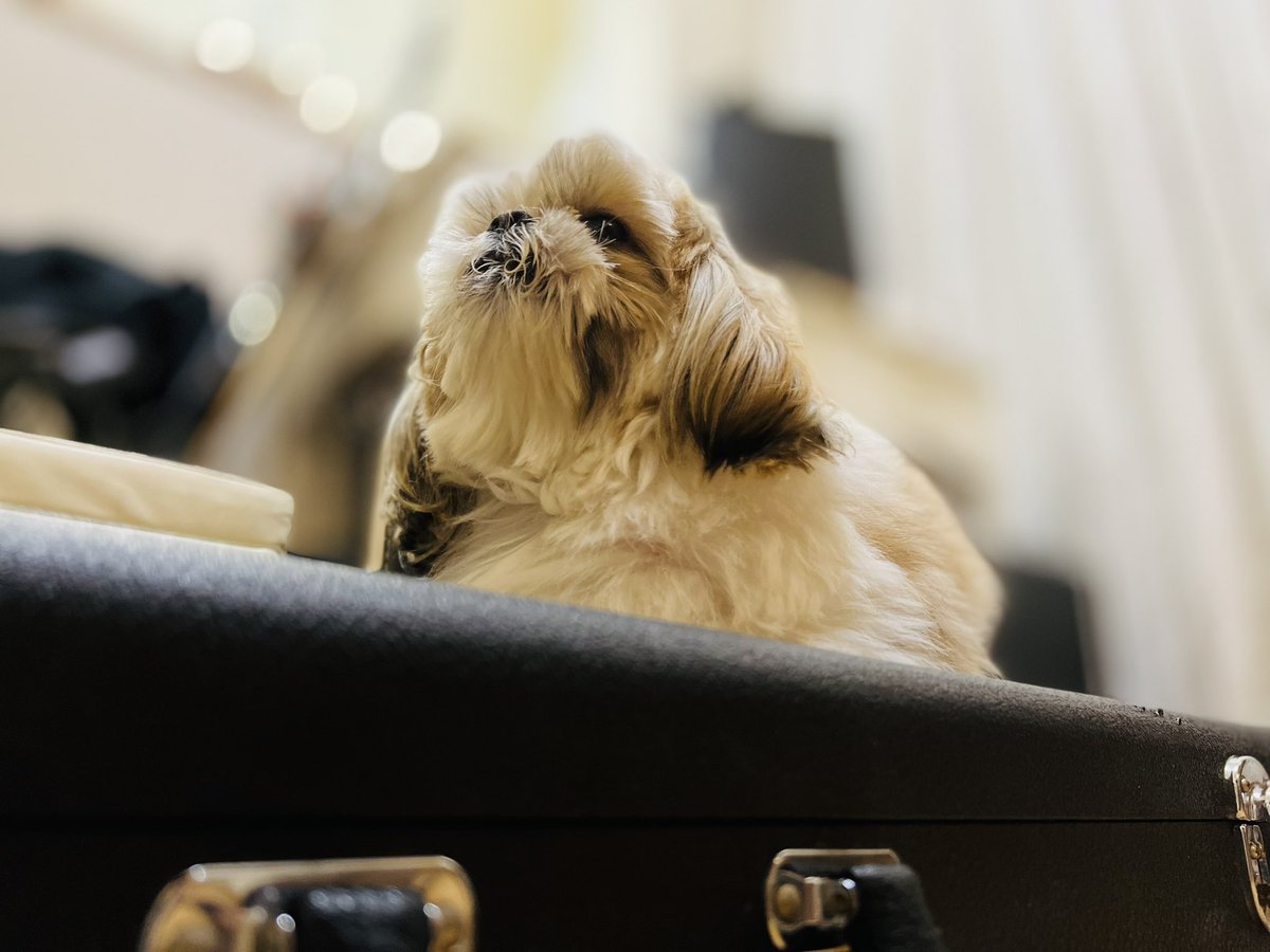 NixxGuitar's tweet photo. 我が家の愛犬はハードケースの上がお気に入り🐶 https://t.co/JNYuSNlXD9