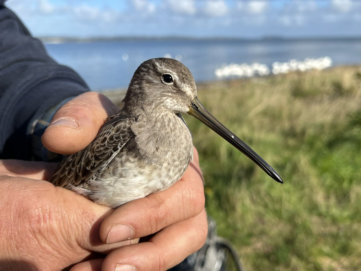 Thank you for lovely pictures @SwanwatchUk - a total surprise to find this among 150 Redshank caught for Lavan Sands ringing and survival monitoring. 3rd Long-billed Dowitcher ever ringed in the UK, a first-winter bird probably flicked across the Atlantic by US hurricane season.