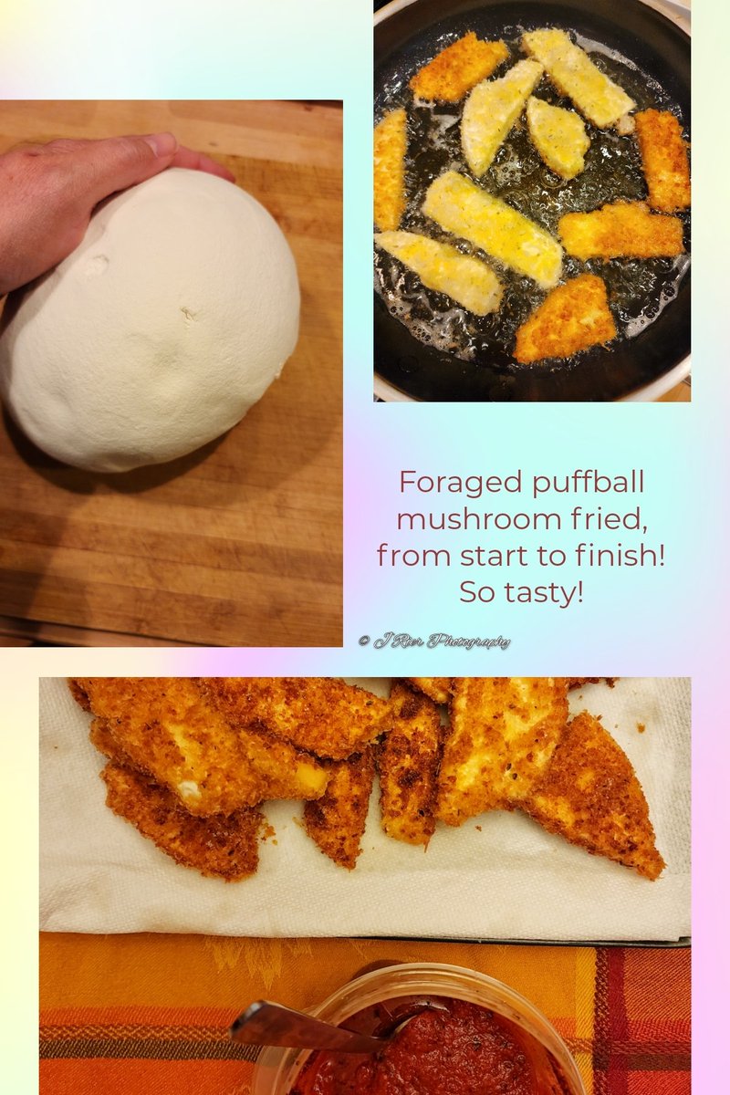 Fried (foraged) Puffball Mushroom! 

We sliced, dipped in egg, then coated in a mix of panko, Parmigiano reggiano & oregano, then pan-fried. We served with hubbies homemade pizza sauce. So good! And light in calories! 

#foraging #mushrooms #cooking #friedmushrooms #fungus